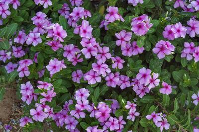 Catharanthus roseus